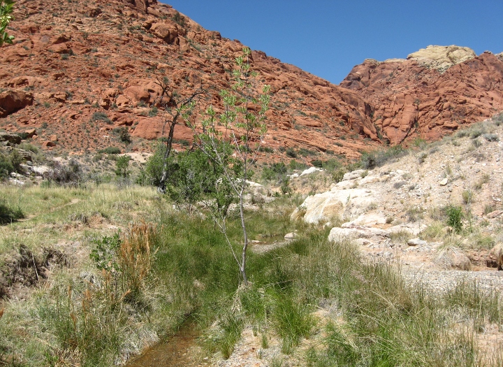 Red Rock Canyon
